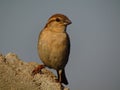 Cute and beautiful sparrow on stone . And close up shot.