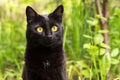 Cute beautiful surprised bombay black cat portrait with big yellow eyes and attentive look close up in nature Royalty Free Stock Photo