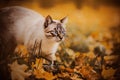 A cute beautiful tabby cat walks on an autumn day among the yellow leaves of a maple tree, fallen into the grass. Nature. A walk Royalty Free Stock Photo