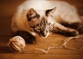 Cute beautiful tabby domestic kitten is playing on the wooden floor with a ball of wool. A pet and household items. Needlework Royalty Free Stock Photo