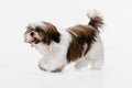 Cute, beautiful white brown dog, little Shih Tzu isolated over white studio background. Concept of animal life, care Royalty Free Stock Photo