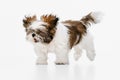 Cute, beautiful white brown dog, little Shih Tzu isolated over white studio background. Concept of animal life, care Royalty Free Stock Photo