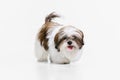 Cute, beautiful white brown dog, little Shih Tzu isolated over white studio background. Concept of animal life, care Royalty Free Stock Photo