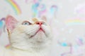 cute beautiful white cat with blue eyes. fluffy white fur. red ears and tail. sits on a bright background and looks Royalty Free Stock Photo