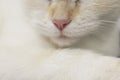 cute beautiful white cat with blue eyes. fluffy white fur. red ears and tail. sits on a bright background and looks Royalty Free Stock Photo