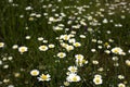 Cute and beautiful wildflowers in the grassy land of the place. The yellow and white flowers gives life in the area giving people