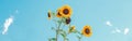Cute beautiful yellow sunflower heads against blue sky outdoor. Flower heads growing on stems with leaves. Natural eco rustic