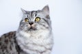 Cute Persian cat portrait sitting Royalty Free Stock Photo