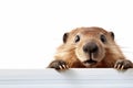 Cute beaver peeking from behind a board isolated on white background Royalty Free Stock Photo