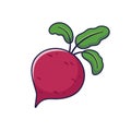 Cute beet root cartoon icon illustration. Food vegitable flat icon concept isolated