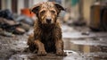 cute begging dog Royalty Free Stock Photo