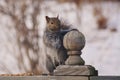 Cute and beguiling Grey Squirrel on a Winter Day Royalty Free Stock Photo