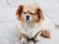 Cute beige dog sitting on the ground Royalty Free Stock Photo