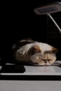 Cute beige domestic cat lit by the sunlight sleeps cozily on a laptop. The breed is exot, color red point