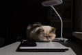 Cute beige domestic cat lit by the sunlight sleeps cozily on a laptop. The breed is exot, color red point