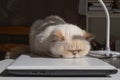 Cute beige domestic cat lit by the sunlight sleeps cozily on a laptop. The breed is exot, color red point