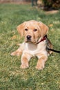 A cute beige labrador retriever puppy lies on the green grass outdoors. Vertical photo. Walking with pets Royalty Free Stock Photo