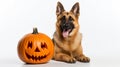 cute beige Labrador sitting next to a Jack O lantern, AI Generative