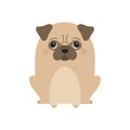 Cute beige pug dog vector illustration