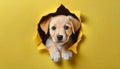 Cute beige puppy peeking out of hole in yellow wall. Adorable pet