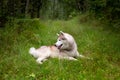 Cute beige and white dog breed siberian husky lying in the green grass in fall Royalty Free Stock Photo