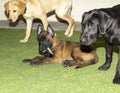 A cute Belgian malinois puppy eating a treat