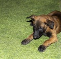 A cute Belgian Malinois puppy`s face