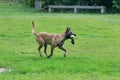 Cute belgian sheepdog is running on a green grass with his toy. Pet animals