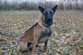 Cute belgian sheepdog is sitting on a autumn meadow. Close up. Pet animals