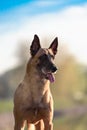 Cute Belgian Shepherd Dog