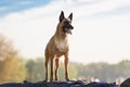 Cute Belgian Shepherd Dog