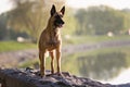 Cute Belgian Shepherd Dog