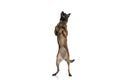 Cute belgian shepherd guard dog looking up and standing on back legs