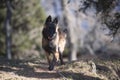 Cute Belgian Shepherd puppy