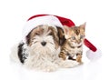 Cute Bengal cat and Biewer-Yorkshire terrier puppy with red santa hat. isolated on white background Royalty Free Stock Photo