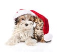 Cute Bengal cat and Biewer-Yorkshire terrier puppy with red santa hat. isolated on white Royalty Free Stock Photo