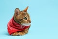 Cute Bengal cat with red bandana on light blue background, space for text Royalty Free Stock Photo