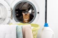 A cute Bengal cat sits in an empty washing machine