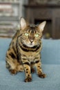 Cute bengal cat on the sofa looks playfull at the camera.