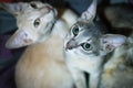 Cute Bengal cats close-up photo. Shiny cat eyes close-up. Gray and ginger cat resting. Close up view of cute gray color Asian cat