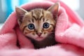 Cute bengal kitten hiding under pink blanket, close up, Cute tabby cat wrapped in pink towel with blue eyes, AI Generated Royalty Free Stock Photo