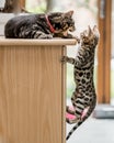 A cute Bengal kitten trying to climb where another cat is sitting