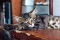 Cute bengal kitty cat laying on the old wooden chair at home Royalty Free Stock Photo