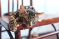 Cute bengal kitty cat laying on the old wooden chair at home Royalty Free Stock Photo