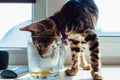 Cute bengal kitty cat trying to drink tea from the glass cup standing next to the window