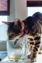 Cute bengal kitty cat trying to drink tea from the glass cup standing next to the window