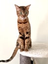 Cute bengal kitty sitting white background Royalty Free Stock Photo