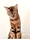 Cute bengal kitty sitting white background Royalty Free Stock Photo
