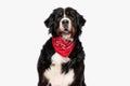 cute berna shepherd wearing red bandana and opening mouth