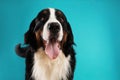 Cute Bernese Mountain dog on blue background